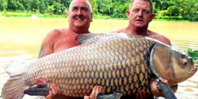 Keith Williams Siamese Carp 1.jpg